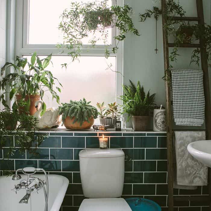 plants in bathroom